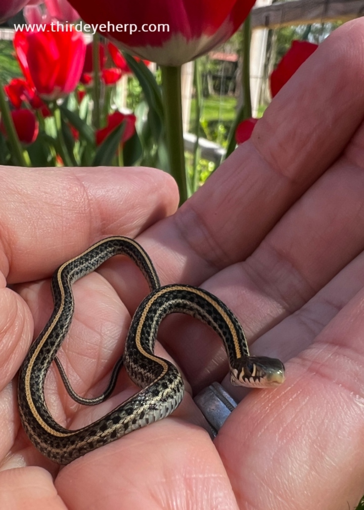 Plains Garter Snake